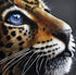 Jaguar Cub with Blue Eyes